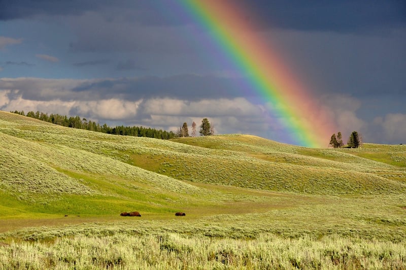 Rainbow Fields